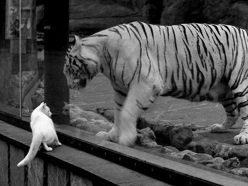 加时鏖战,奥斯梅恩一锤定音!莱比锡红牛险胜丹麦劲旅,关键先生闪耀欧陆